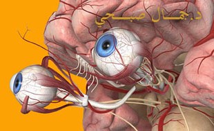 الاعصاب المحركة للعين 
Oculomotor Nerves